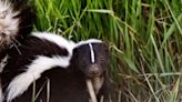 How to get rid of skunk smells, according to chemists
