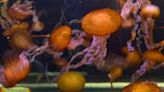 ‘Do not let your friends urinate on you’: Medical advice on how to treat a jellyfish sting - WTOP News