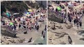 ¡Tremendo susto! Leones marinos echan a bañistas de playa en San Diego