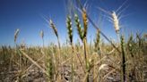 Column-US, Argentine grain belts seeking moisture boost from El Nino -Braun