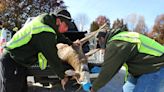 Chronic wasting disease spreads to nine more Missouri counties as reported cases jump