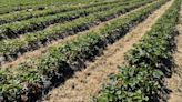 Weather boosting strawberry crop for Kentucky orchard
