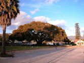 Moreton Bay Fig Tree (Santa Barbara, California)