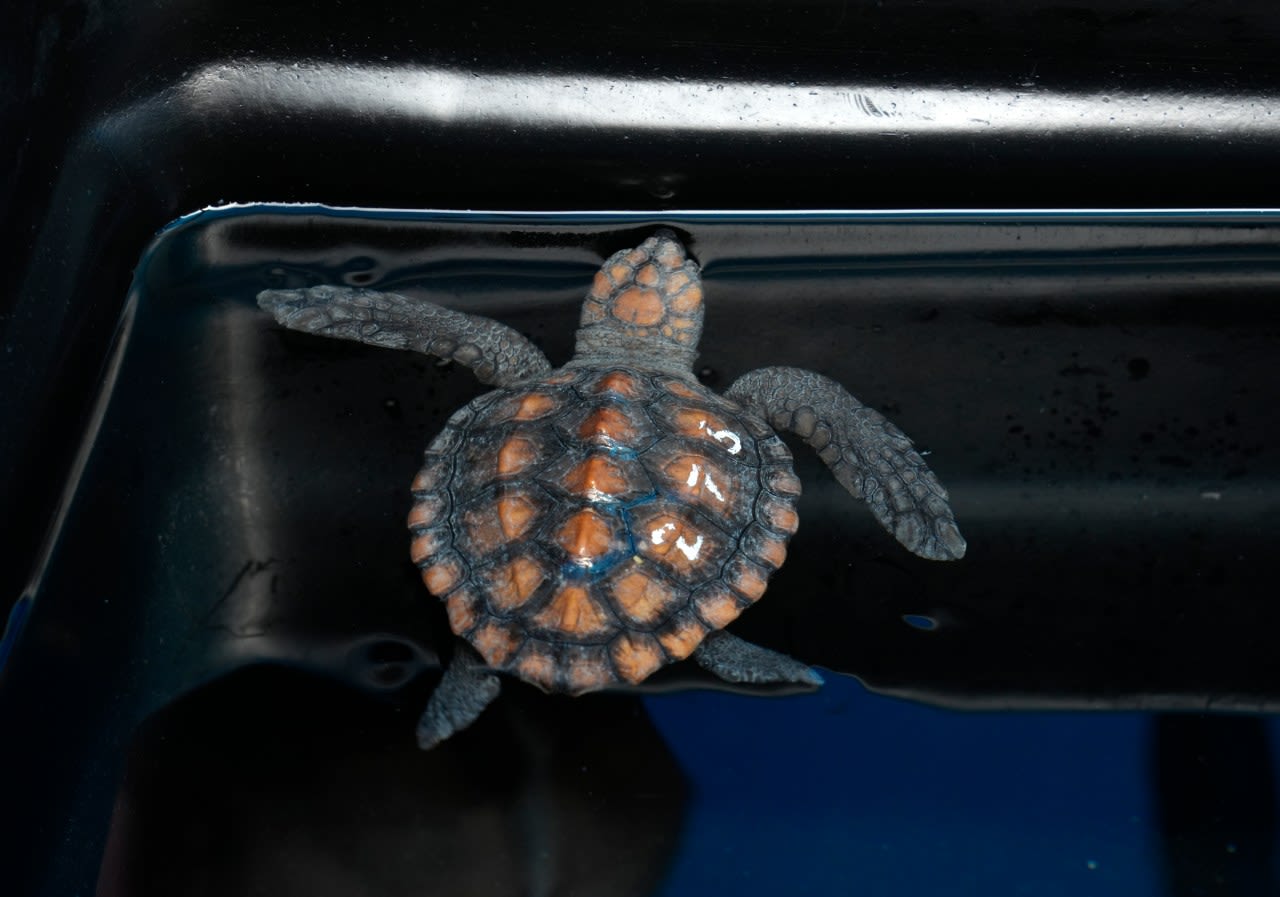 Over 500 baby sea turtles washed ashore in a big storm off South Africa. Here’s the rescue effort