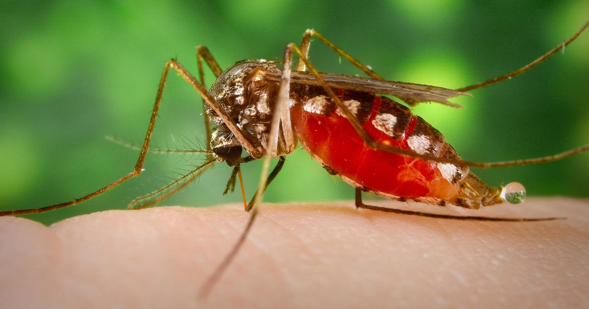 NYC ranks 2nd worst city for mosquitoes. Find out who's first.