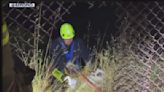 SF fire crews rescue dog chased by raccoons off cliff