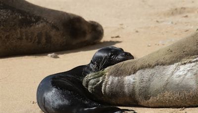 Monk seal mom Kaiwi and pup nursing at Kaimana Beach