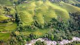 Banaue Rice Terraces: World wonder at risk of collapse as as locals turn to tourism jobs