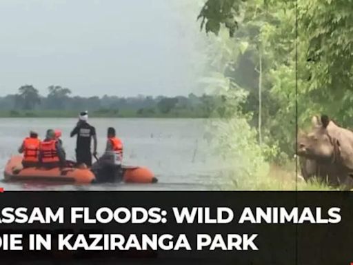 Assam floods: 159 wild animals, including nine rhinos dead in Kaziranga National Park