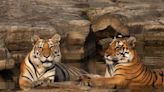 MP To Shut 6 Tiger Reserves Till October For This Reason