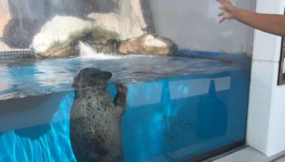 仙台水族館斑海豹治癒一刻 向飼育員揮手say hi大玩自轉｜有片