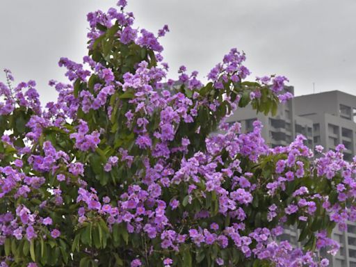 高雄街頭掀起紫色旋風 「爆炸樹」大花紫薇現正盛開 | 蕃新聞