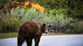 Black bear is killed on freeway near Castaic, the second in a week