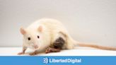 Los científicos descubren que los ratones les han engañado en varios experimentos