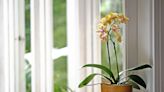 This Simple Hack Will Keep Your Orchid Alive Longer