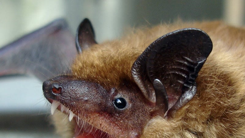 A Utah bat tested positive for rabies. How to prevent exposure to the rabies virus