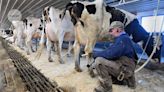 Bird flu in US cows: is the milk supply safe?