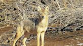 Brookfield Parks and Rec warn of aggressive coyote at Williams Park