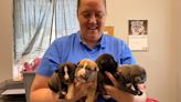 Beatrice Humane Society takes in puppies abandoned in dumpster