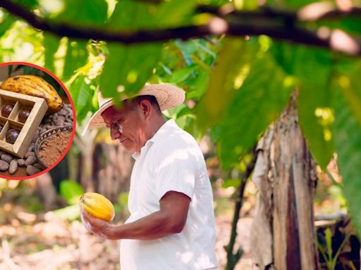 El crucial descubrimiento que salvaría el futuro mundial del chocolate; fue cerca a Colombia