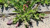 Kill weeds in patio slabs or gravel in hours with simple three-ingredient blend