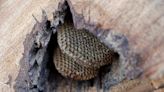 A sweet recovery: Group helps relocate endangered honeybee colony at Edmond home