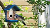 I’m obsessed with bird-watching and the Bird Buddy smart bird feeder is my new, favorite gadget