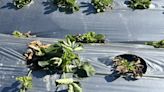 苗栗大湖草莓病害產量銳減3成 徐志榮批防治觀摩通知綠忘了藍