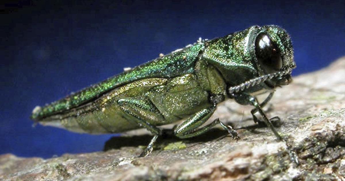 Emerald ash borers force removal of infested trees