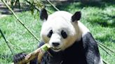 China oferece casal de pandas nos 50 anos das relações com Brasil