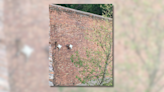 Fact Check: Photo Apparently Shows 2 Goats Scaling Brick Wall. Here's What We Found