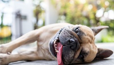 Canicule : Comment éviter un « coup de chaleur » à votre chien ?