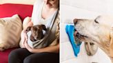 40 genius ways to get your dog to behave better with almost no effort