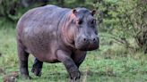 Hippopotamuses can become airborne for substantial periods of time, researchers discover