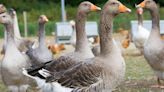 New York City's Foie Gras Ban Is On Hold—For Now