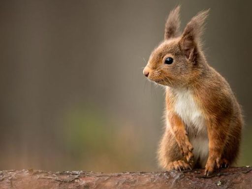 Bid to increase west Scotland's red squirrel numbers