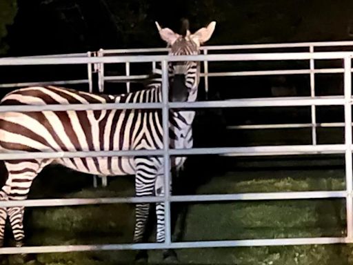 She's safe! Missing zebra found in North Bend