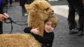 Alpacas from across the U.S. coming to Cheyenne this weekend