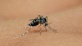Aumento de casos de dengue: síntomas, contagio y recomendaciones