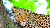 Bannerghatta’s leopard safari: Now open to public