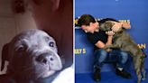 Tom Holland pays tribute to his beloved dog Tessa after her death