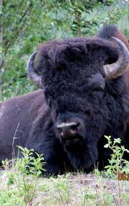 Bison