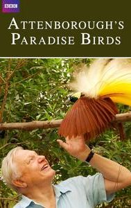 Attenborough's Paradise Birds