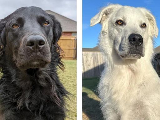 Dog With Vitiligo Changes From Black To Completely White — See His Transformation