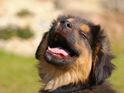 Mascotas: Estas son las bebidas que pueden acabar con la salud de tu perro