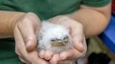 Florida zoo welcomes 2 Tawny Frogmouth chicks