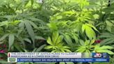 NBC 10 News Today: Biden administration plans to classify marijuana as a lower-risk drug