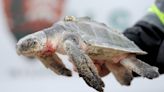 Find a sea turtle on a Cape Cod beach this winter? Here's how to help