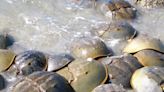 Protecting salt marshes may be critical to horseshoe crab survival: SCDNR