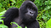 Gorilla Sweetly Attempts to Give Newborn Human 'Kisses' After Meeting at Zoo